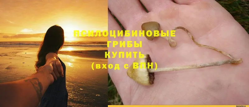 купить наркоту  Воронеж  Галлюциногенные грибы Cubensis 